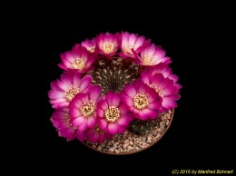 Sulcorebutia tiraquensis v. totorensis HS151a 2101